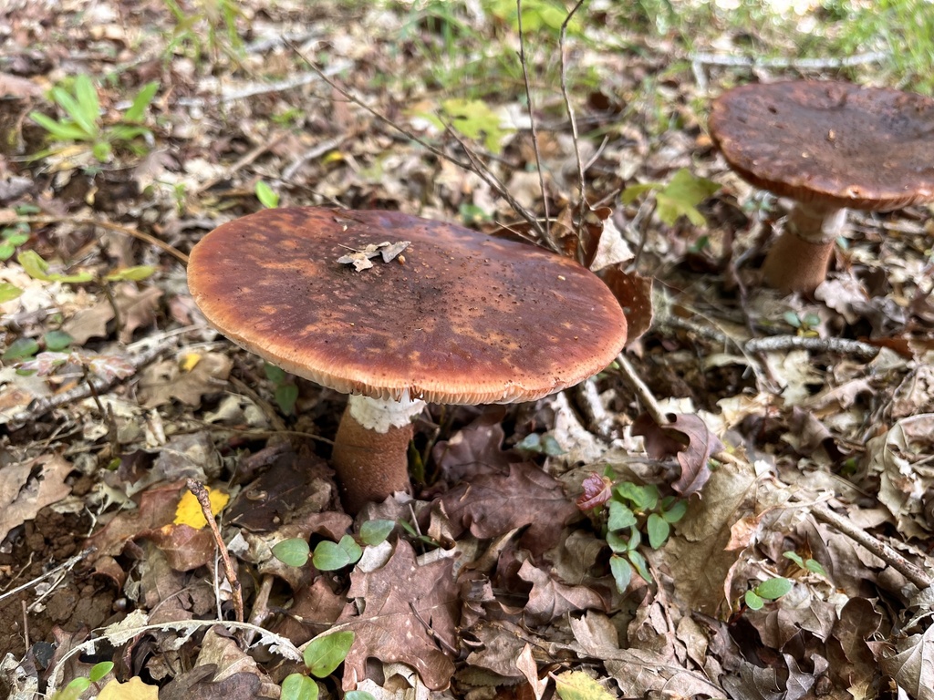 Amanita rubescens · October 2025 · photo: © mariobarroso (iNaturalist, cc-by)