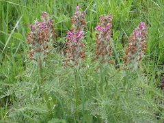 Pedicularis dasystachys