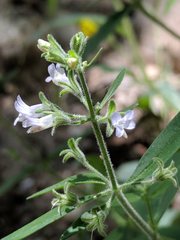 Collinsia childii
