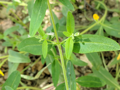 Collinsia childii