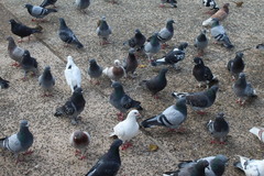 Columba livia domestica