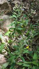 Collinsia childii