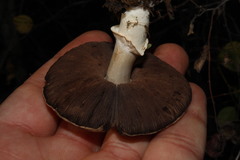 Agaricus benesii