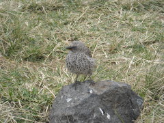 Histurgops ruficauda