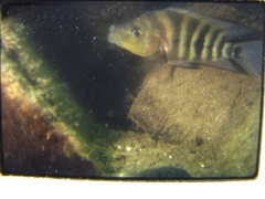 Amphilophus labiatus