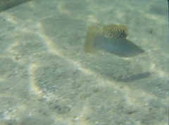 Poecilia gillii