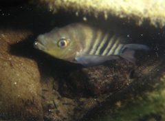 Amphilophus labiatus