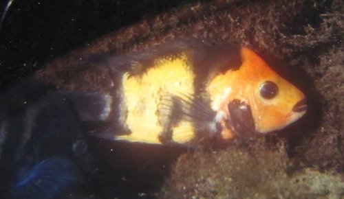 Xiloa cichlid (Amphilophus xiloaensis) — Cichlidae — 4