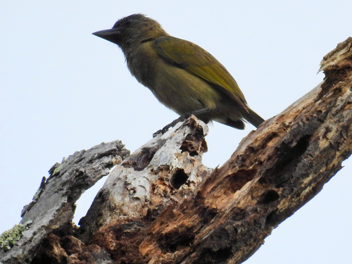 iNaturalist image