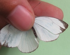 Itaballia demophile centralis