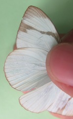 Itaballia demophile centralis