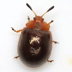 Plagiodera thymaloides