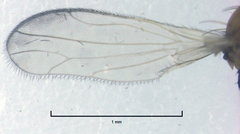 Phyllodromia falcata