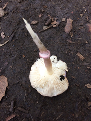 Leucoagaricus roseilividus