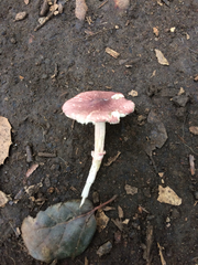 Leucoagaricus roseilividus