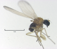 Phyllodromia falcata