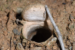 Hebestatis theveneti