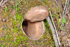 Hebestatis theveneti