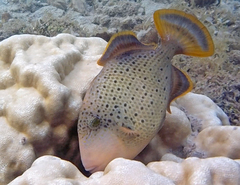 Pseudobalistes flavimarginatus