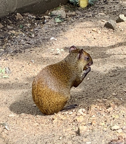Roatan Island Agouti