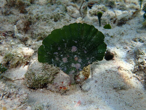 Udotea flabellum observed 2025-10-15