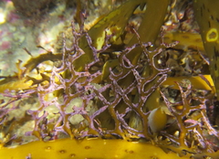Melobesia membranacea