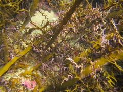 Melobesia membranacea