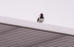 Haematopus ostralegus