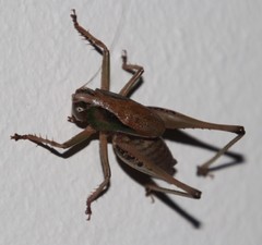 Alfredectes