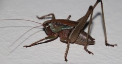 Alfredectes