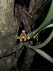 Maxillaria subulata