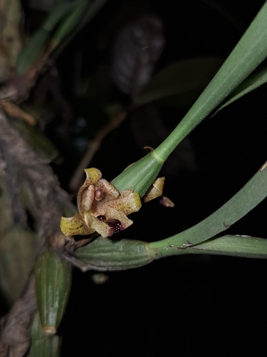 Maxillaria subulata, photograph 2