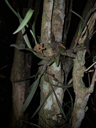 Maxillaria subulata, photograph 3