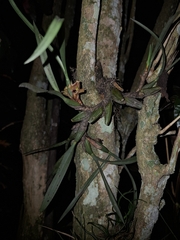 Maxillaria subulata, photograph (c) Fabricio Carvalho da Silva, some rights reserved (CC BY)