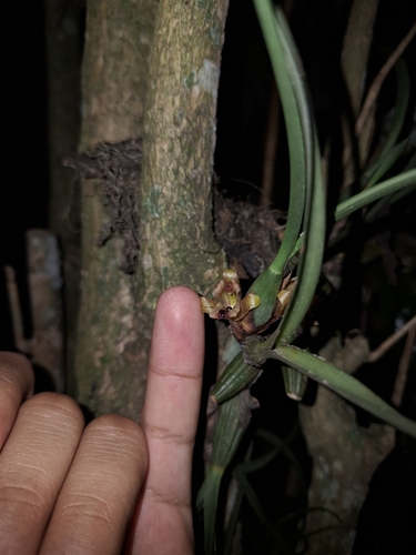 Maxillaria subulata, photograph 4