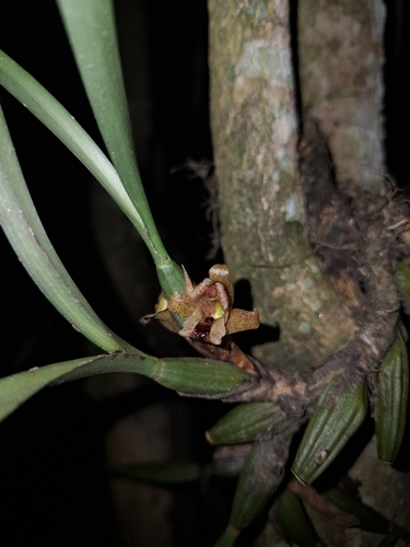 Maxillaria subulata, photograph 5