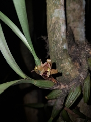 Maxillaria subulata, photograph (c) Fabricio Carvalho da Silva, some rights reserved (CC BY)