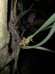 Maxillaria subulata, photograph (c) Fabricio Carvalho da Silva, some rights reserved (CC BY)