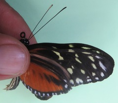 Heliconius hecale zuleika