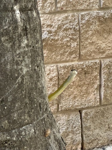 Common Tree Snake sighting