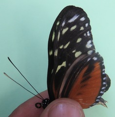 Heliconius hecale zuleika