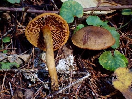 Dermocybe