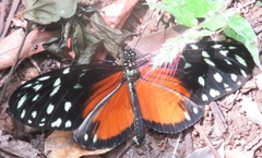 Heliconius hecale zuleika