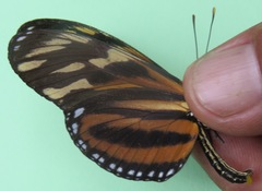 Eueides isabella eva