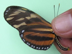 Eueides isabella eva