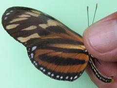 Eueides isabella eva