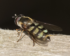 Megasyrphus laxus image
