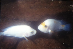 Amphilophus xiloaensis