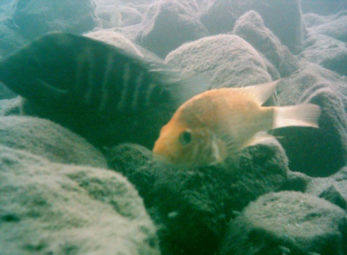 Amphilophus xiloaensis