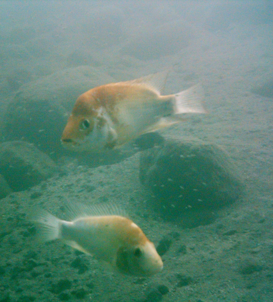 Xiloa cichlid (Amphilophus xiloaensis) — Cichlidae